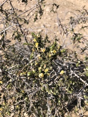 Thymelaea