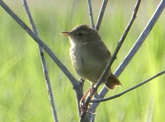 Acrocephalus australis australis