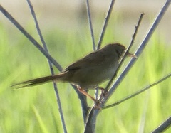 Acrocephalus australis australis