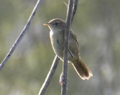 Acrocephalus australis australis