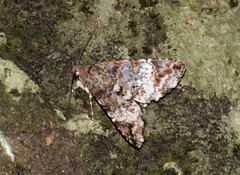 Lepidoptera