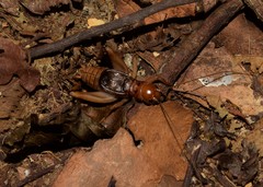 Orthoptera