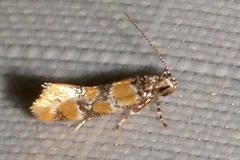 Image of Decantha stecia