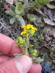 Senecio leucanthemifolius image