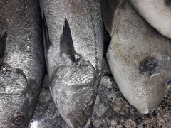 Argyrosomus regius