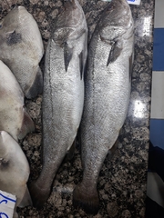 Argyrosomus regius