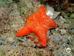 Anthenea australiae