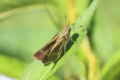 Parnara amalia