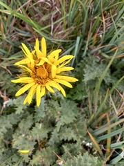 Berkheya multijuga