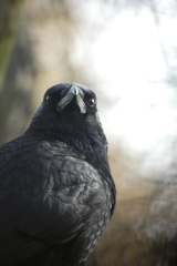 Carrion Crow photo 6