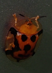 Aspidimorpha westwoodi