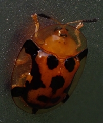 Aspidimorpha westwoodi