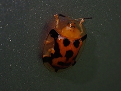 Aspidimorpha westwoodi