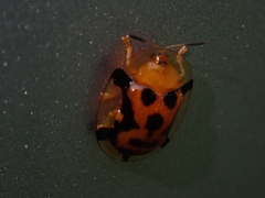 Aspidimorpha westwoodi