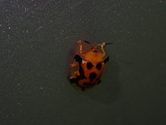 Aspidimorpha westwoodi