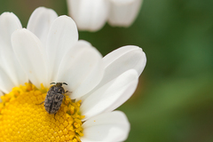 Attagenus escalerai