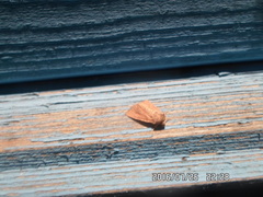 Photedes fluxa