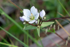 Gentianella muelleriana