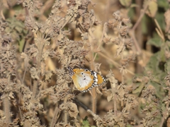 Danaus chrysippus alcippus