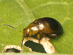 Nisotra bicolorata