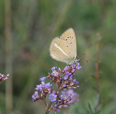 Limonium flexuosum