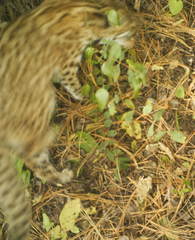 Prionailurus bengalensis