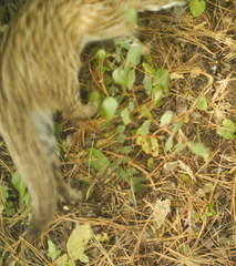 Prionailurus bengalensis