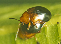 Nisotra bicolorata