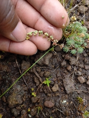 Psammotropha mucronata