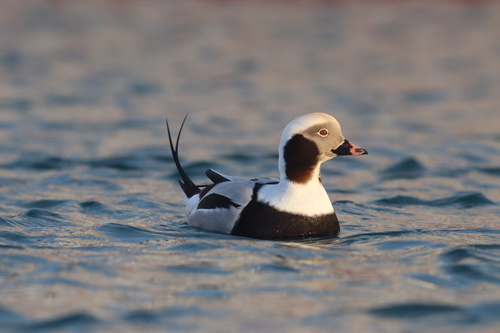 Pato havelda (Clangula hyemalis)