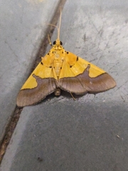 Endocrossis flavibasalis