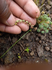 Psammotropha mucronata