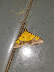 Endocrossis flavibasalis