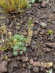 Psammotropha mucronata
