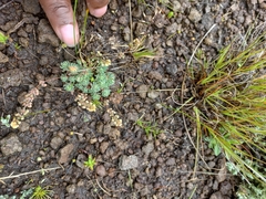 Psammotropha mucronata
