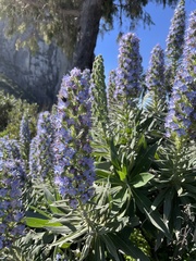 Echium acanthocarpum