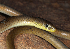 Delma inornata
