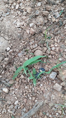 Catamiarus brevipennis