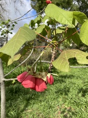 Dombeya cacuminum