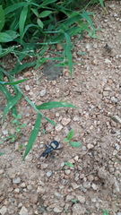 Catamiarus brevipennis