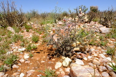 Hermannia abrotanoides