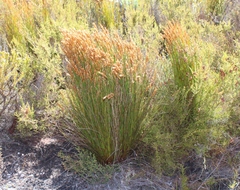 Elegia racemosa