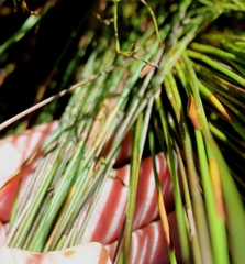 Elegia racemosa