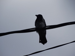 Corvus cornix