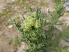Senecio adenophyllus