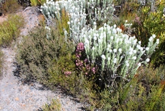 Erica palliiflora