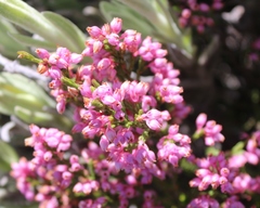Erica palliiflora