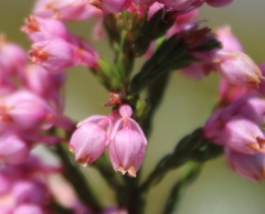 Erica palliiflora