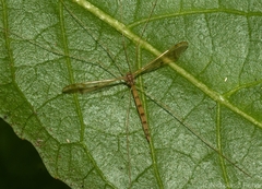 Skuseomyia eximia