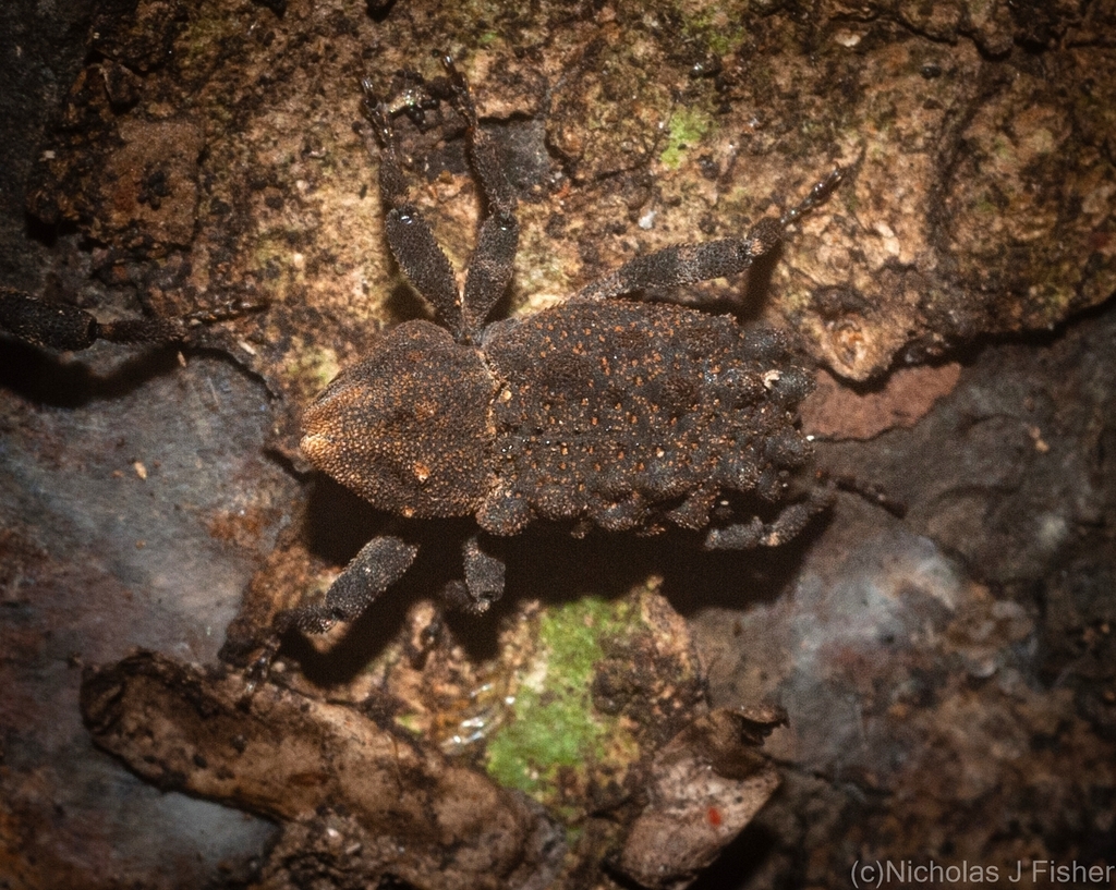 Poropterus variabilis